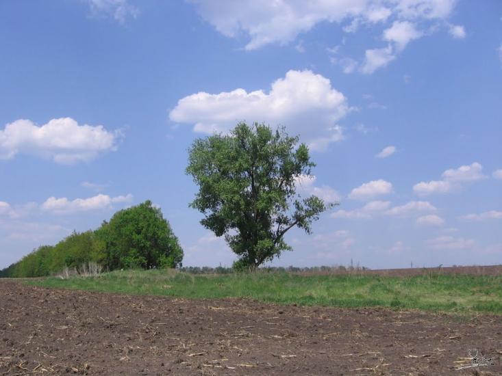 Кавуни з panoramio.com - Кавуни