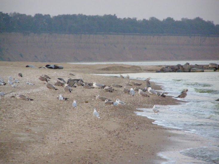 Саханка з panoramio.com - Саханка