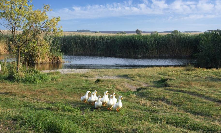 Дмитрівка з panoramio.com - Дмитрівка
