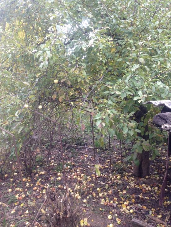 Тишевичі з panoramio.com - Тишевичі