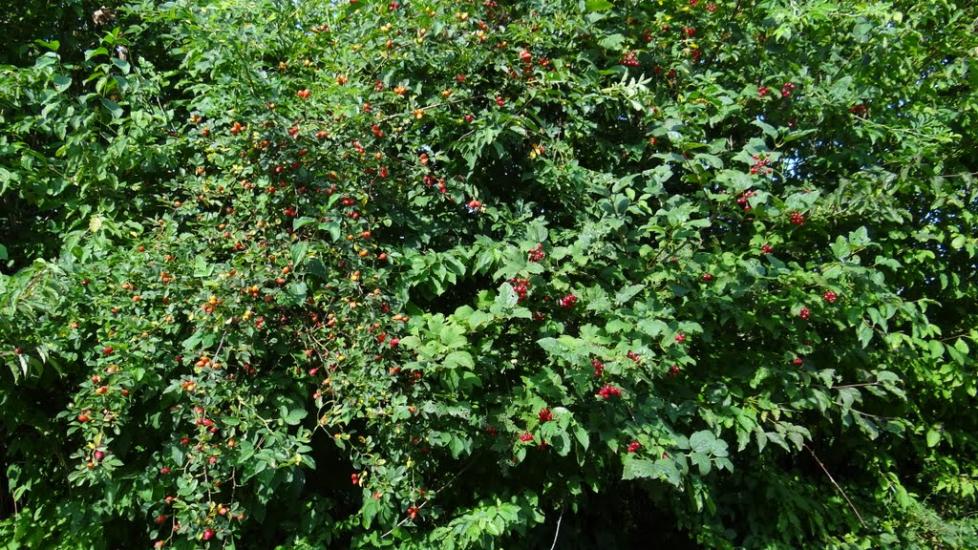 Луг з panoramio.com - Луг