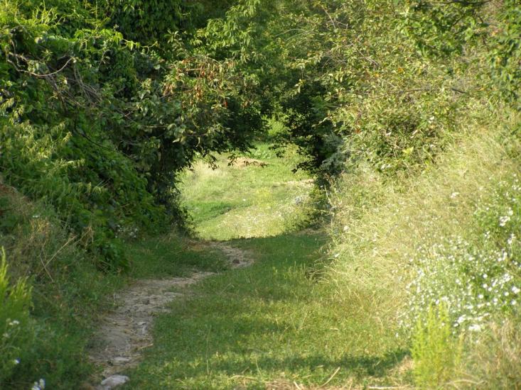 Вільшана з panoramio.com - Вільшана