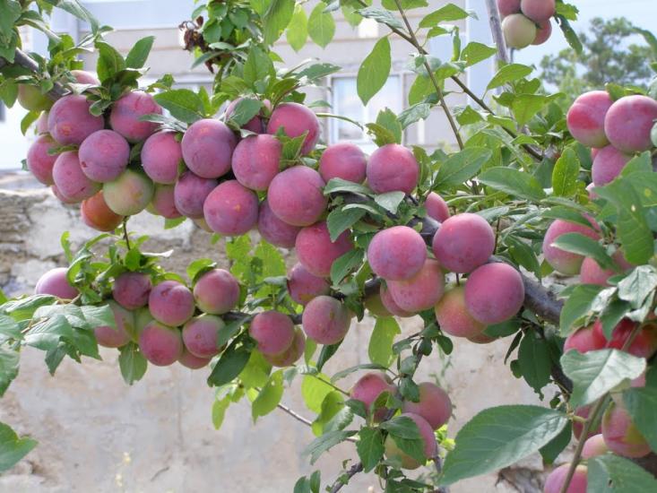 Софіївка з panoramio.com - Софіївка