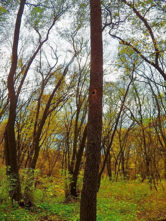 Олександрівське з panoramio.com - Олександрівське