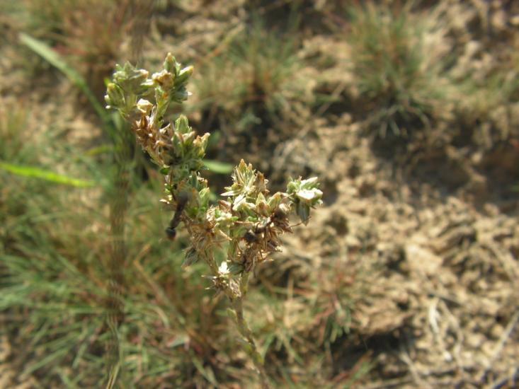 Лисняки з panoramio.com - Лисняки