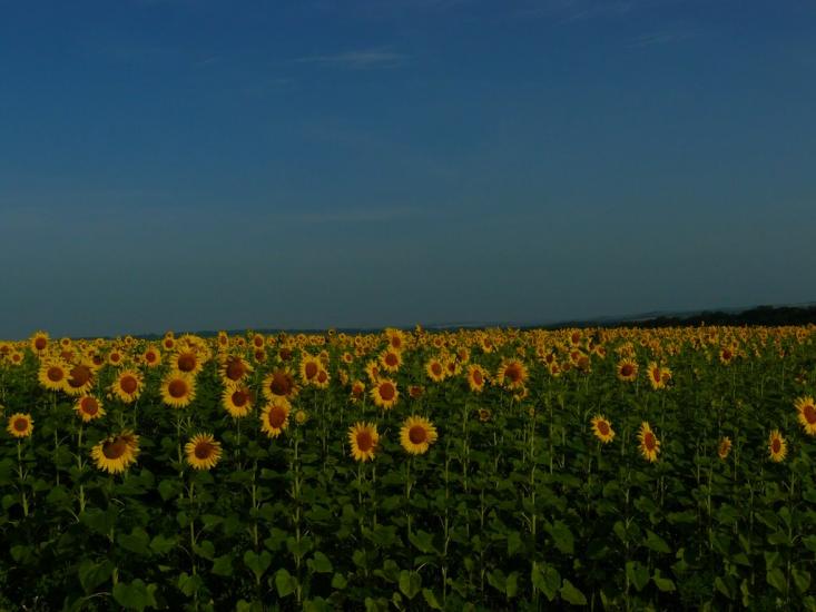 Павлиш з panoramio.com - Павлиш