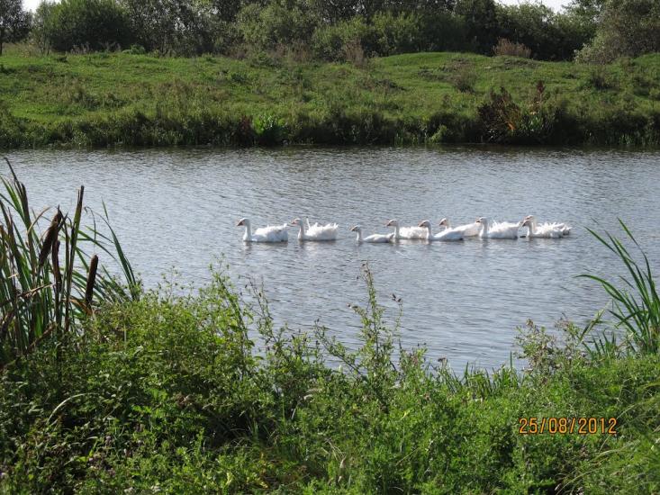 Крилівка з panoramio.com - Крилівка