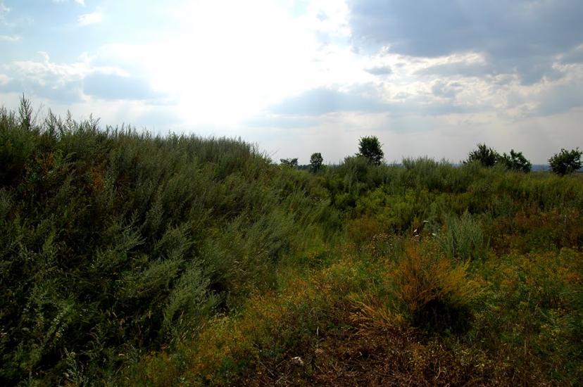 Весела Долина з panoramio.com - Весела Долина