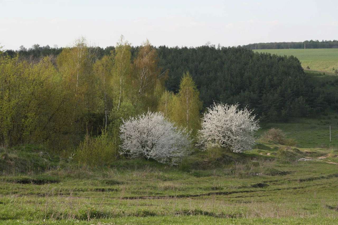 Весна на рідній землі - Кривчики
