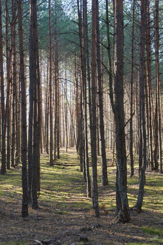 Отрохи з panoramio.com - Отрохи