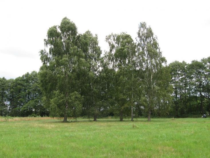 Мельники з panoramio.com - Мельники