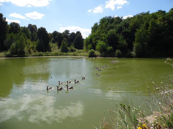 Ступаківка з panoramio.com - Stupakivka