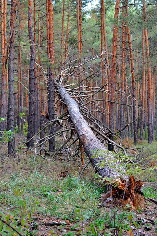 Норцівка з panoramio.com - Норцівка