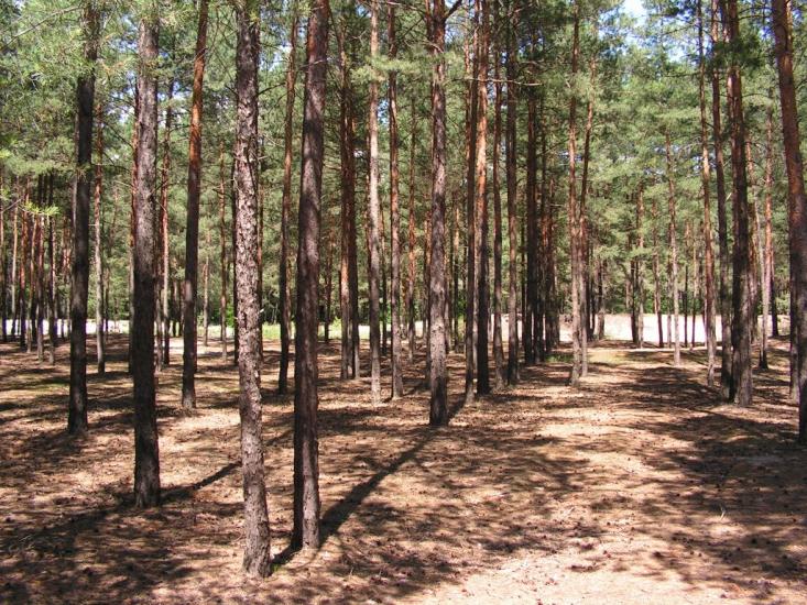 Черкаські Тишки з panoramio.com - Черкаські Тишки