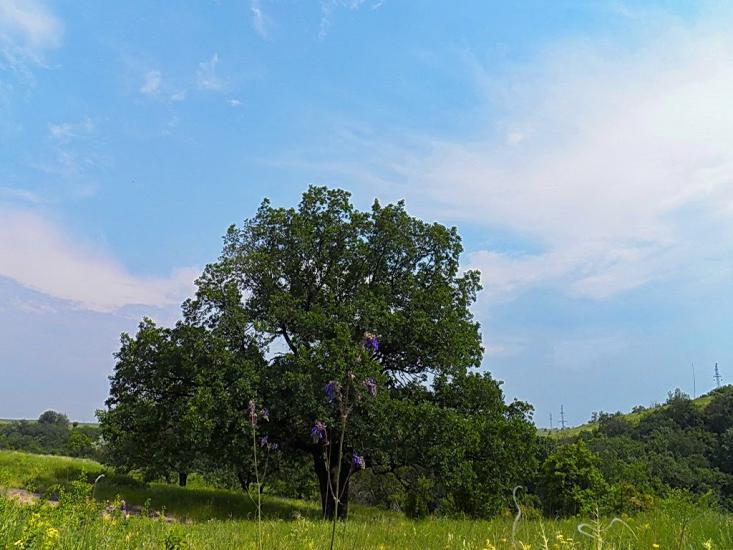 Булавинське з panoramio.com - Булавинське