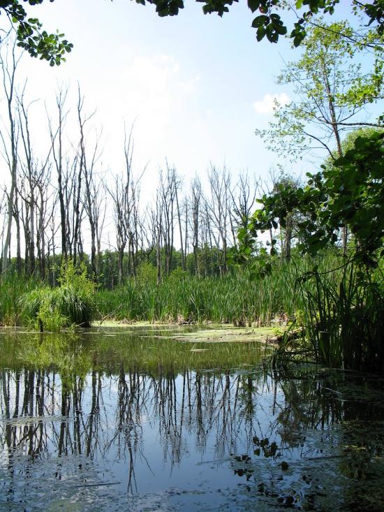 Клевань з panoramio.com - Klevan