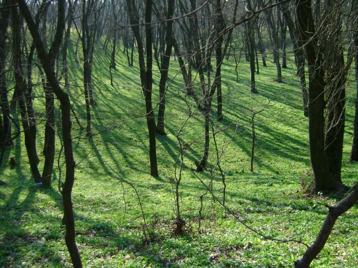 Олександрівське з panoramio.com - Александровское