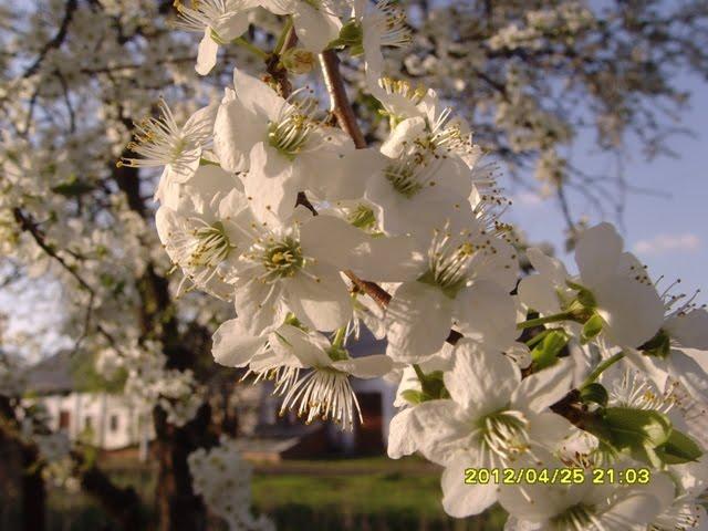 Сонячне з panoramio.com - Солнечное