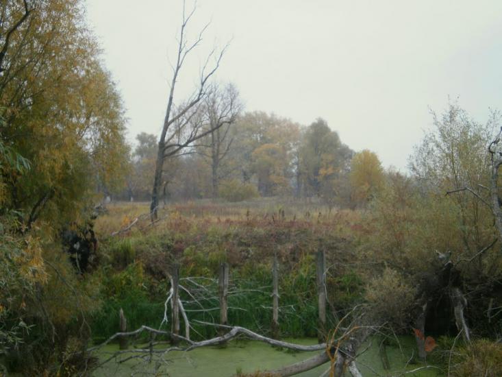 Вища Дубечня з panoramio.com - Высшая Дубечня