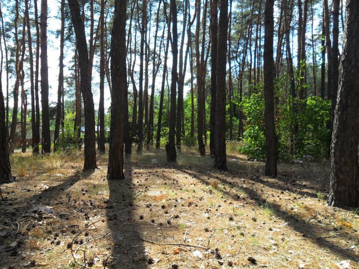 Васищеве з panoramio.com - Васищеве