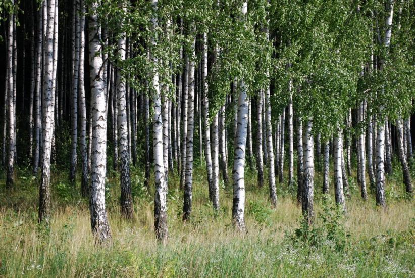 Маньківка з panoramio.com - Маньківка