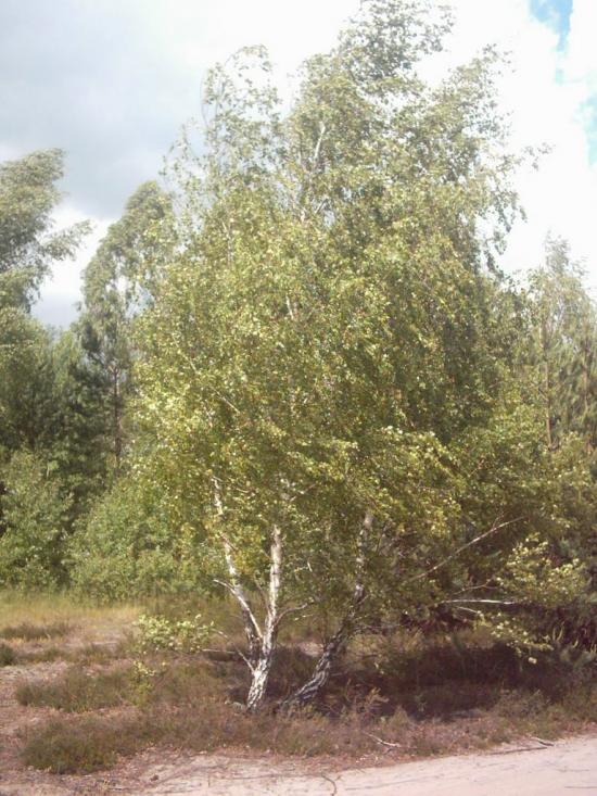 Римачі з panoramio.com - Рымачи