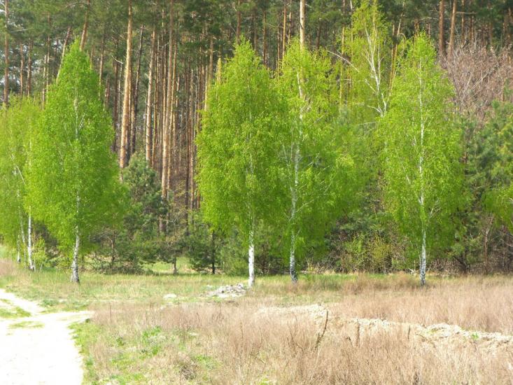 Дешки з panoramio.com - Дешки