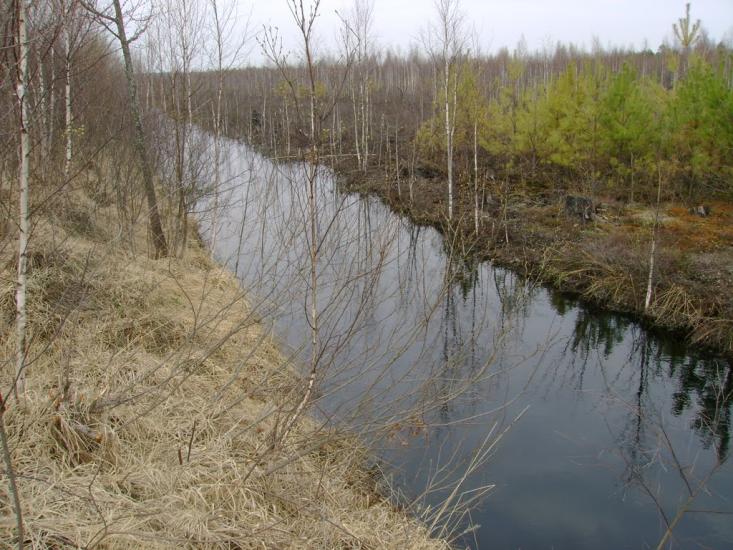 Лісове з panoramio.com - Лісове