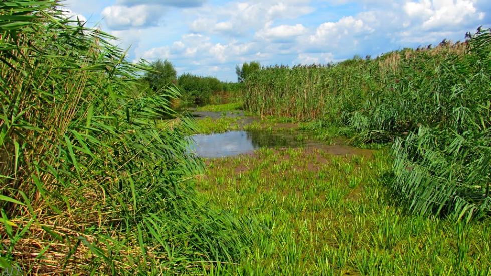 Кузнецовськ з panoramio.com - Вараш