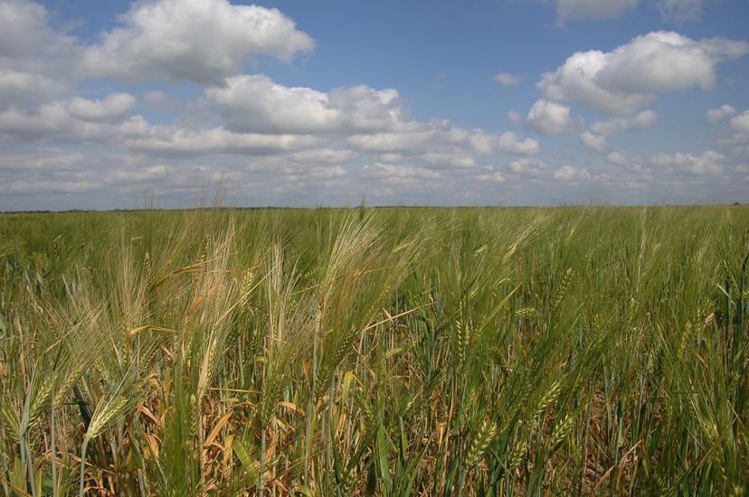 Охрімівка з panoramio.com - Охримовка