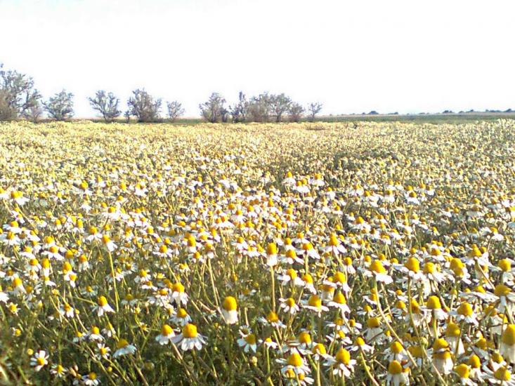 Біляївка з panoramio.com - Беляевка