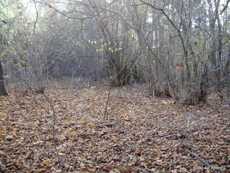 Ліски з panoramio.com - Лески