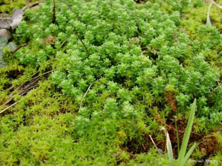 Крать з panoramio.com - Крать