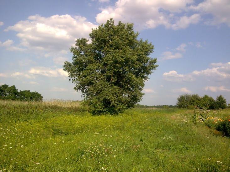 Першотравенка з panoramio.com - Первотравенка