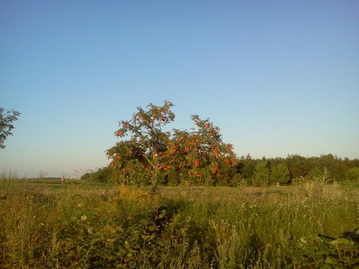 Лаврів з panoramio.com - Лавров