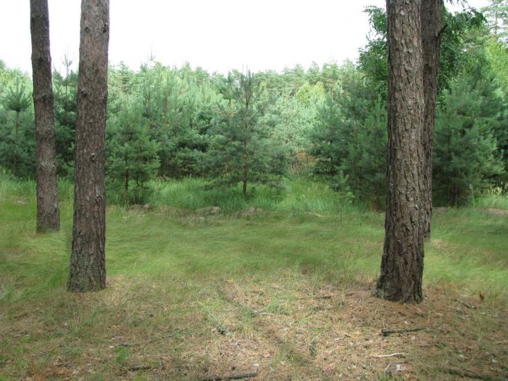 Піщанка з panoramio.com - Піщанка