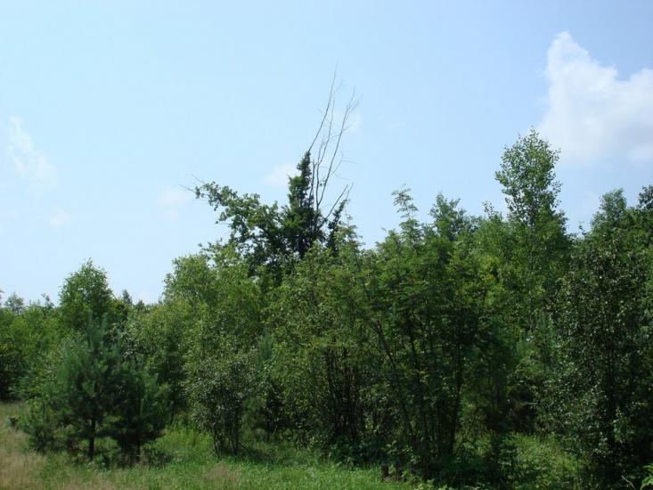 Хрипськ з panoramio.com - Хрипск