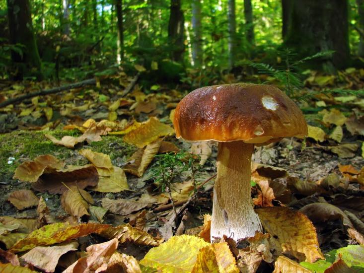 Яворівка з panoramio.com - Яворівка