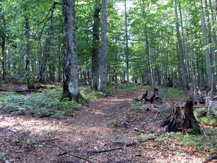 Вучкове з panoramio.com - Вучкове