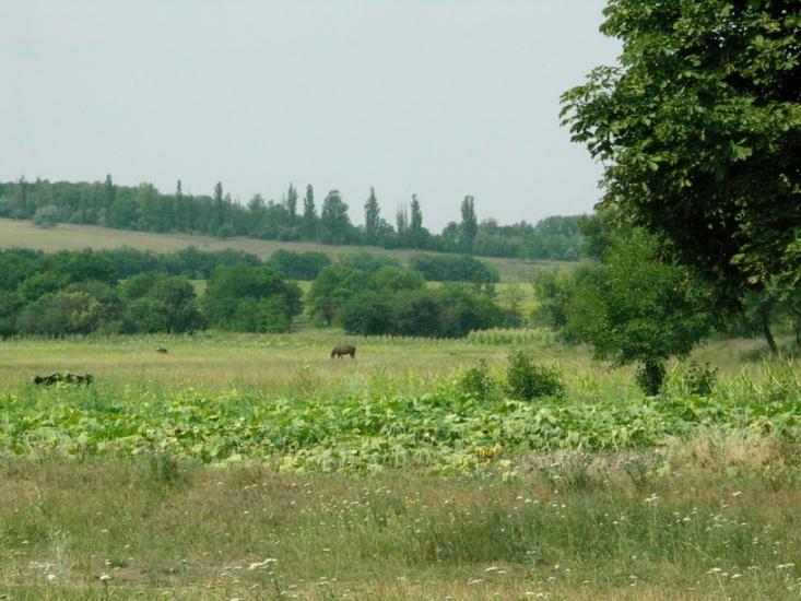 Дмитрівка з panoramio.com - Дмитровка
