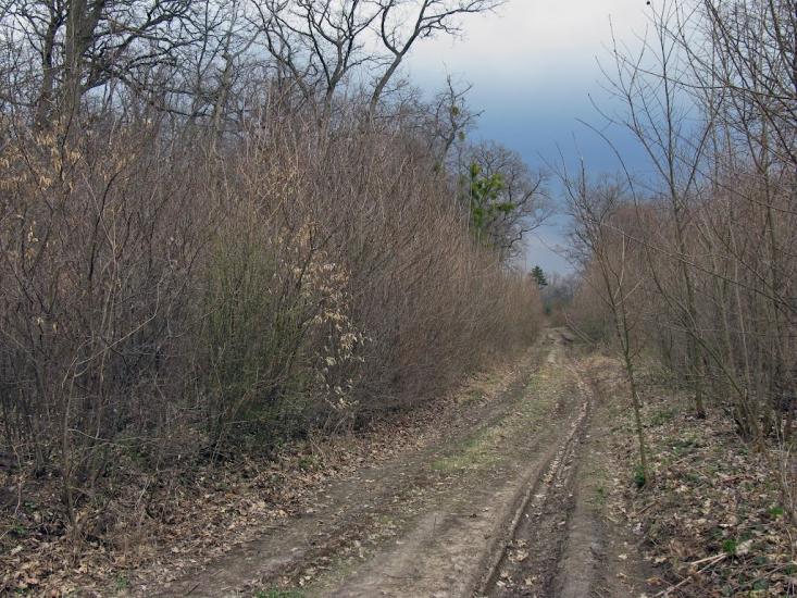Несваткове з panoramio.com - Несватково