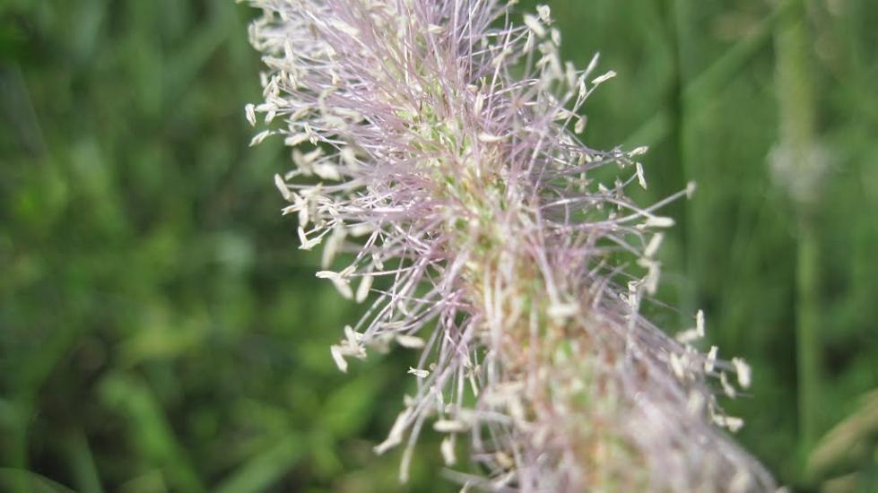 Весела Роща з panoramio.com - Весела Роща