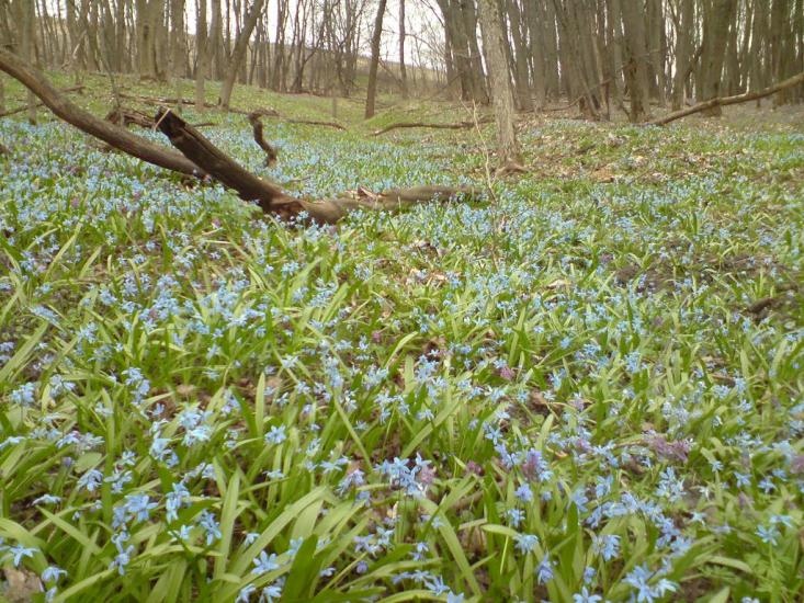 Великі Будища з panoramio.com - Великі Будища