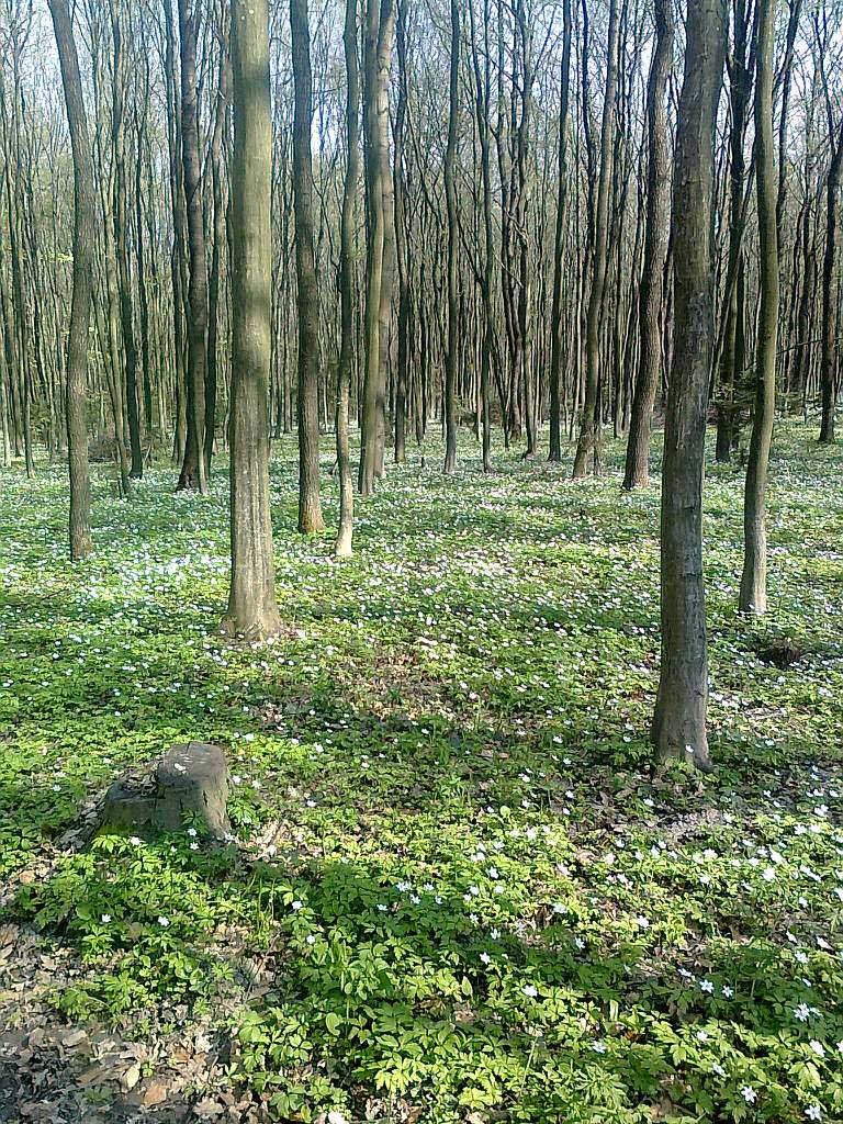 Паївка з panoramio.com - Паївка