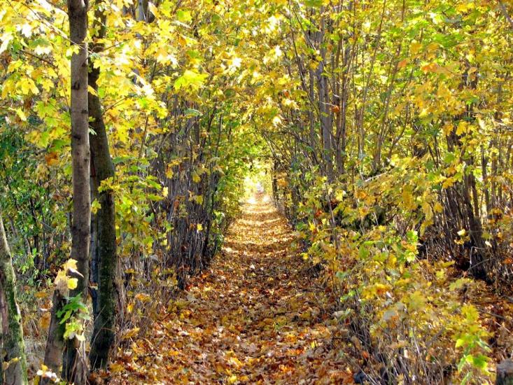 Комуніст з panoramio.com - Коммунист