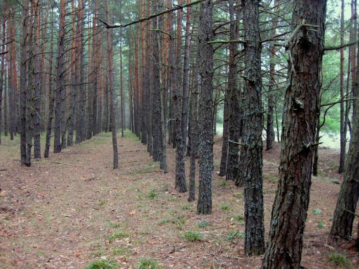 Малин з panoramio.com - Малин