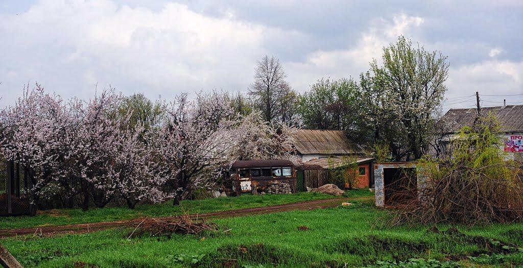 Верхньоторецьке з panoramio.com - Верхньоторецьке
