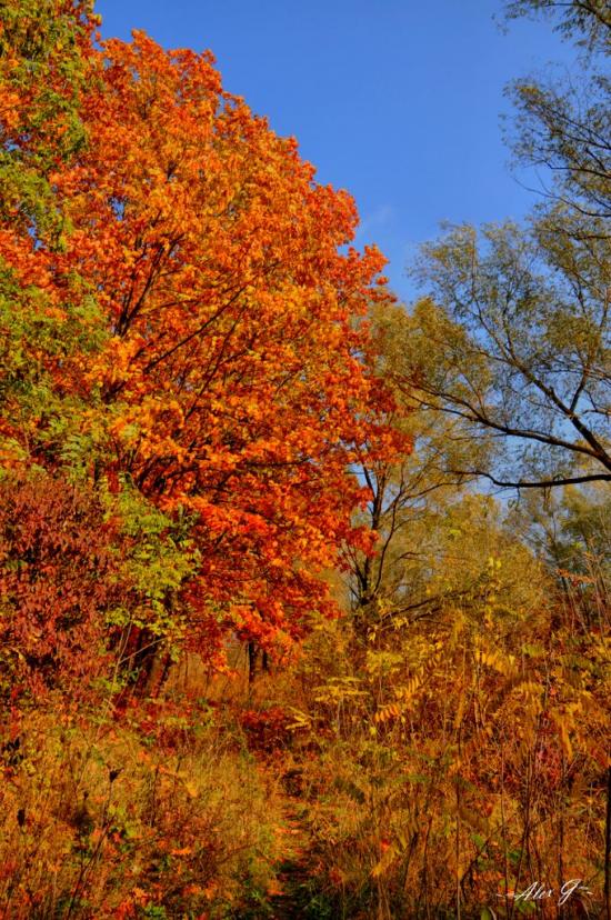 Лісники з panoramio.com - Лесники
