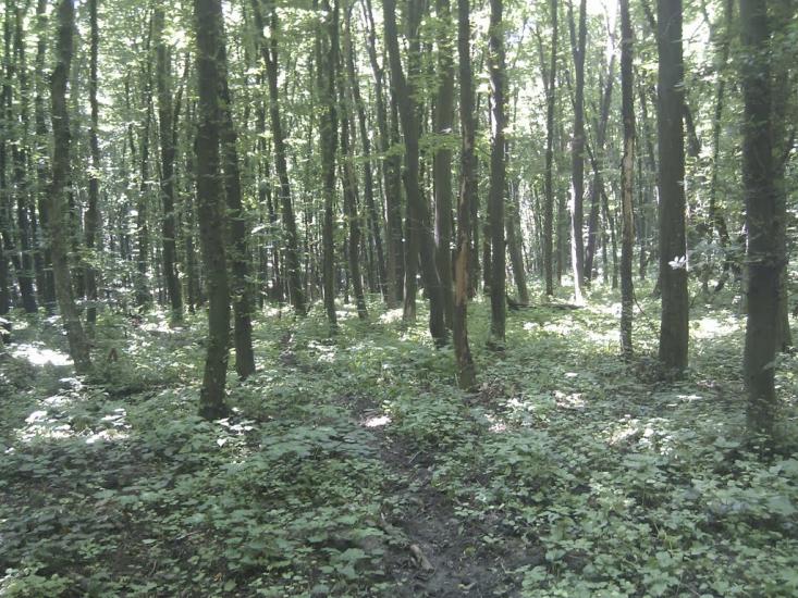 Ярмолинці з panoramio.com - Ярмолинцы