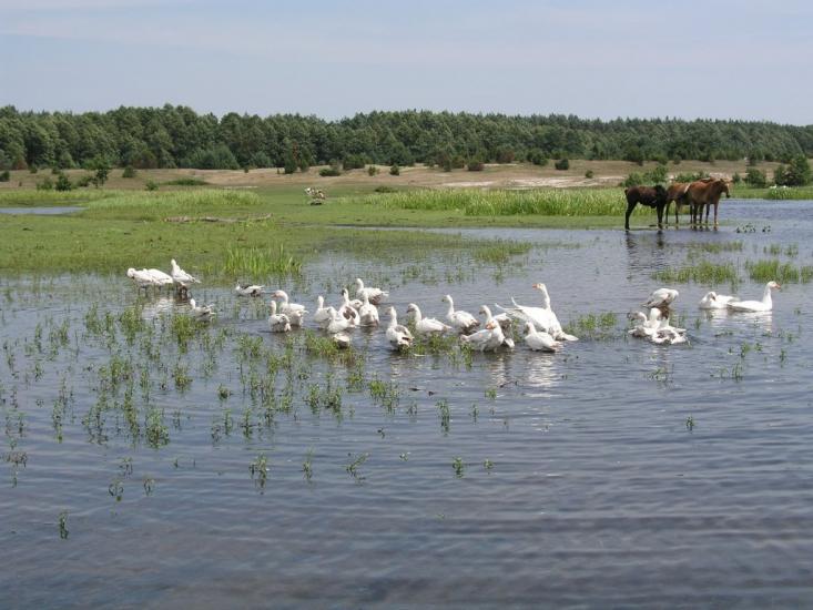 Угли з panoramio.com - Ugly